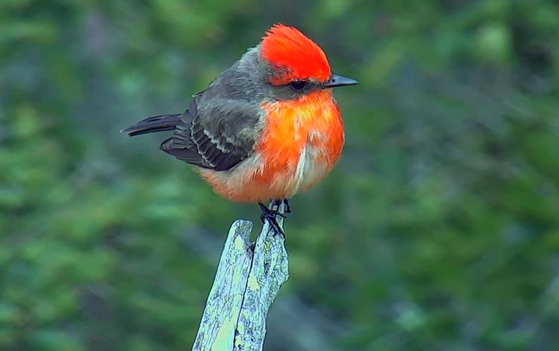 A red and grey bird perched on a stick